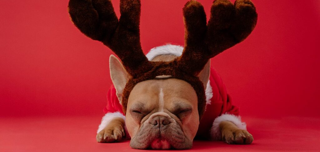 Holiday Dog
