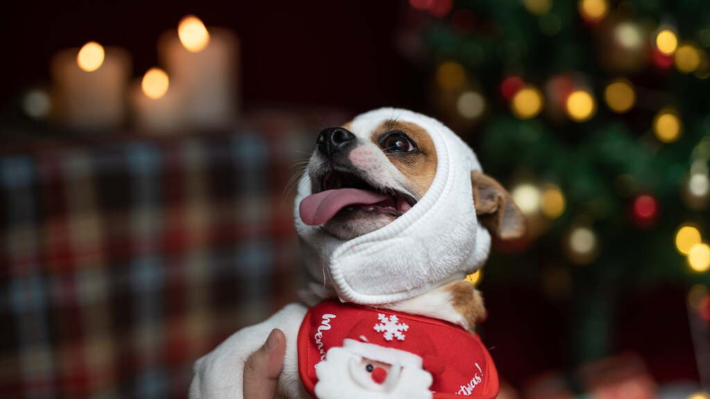 Image Optimization for SEO -Holiday dog costume