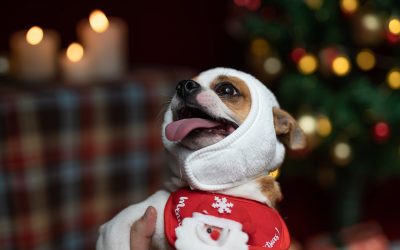 The Picture-Perfect Holiday Strategy: Image Optimization for SEO
